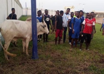 RTU players receive a bull to celebrate Premier League qualification