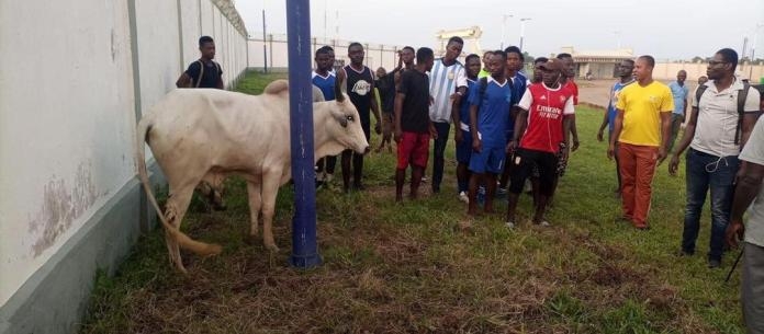 RTU players receive a bull to celebrate Premier League qualification