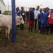 RTU players receive a bull to celebrate Premier League qualification
